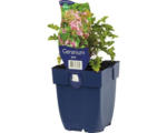 Hornbach Storchschnabel FloraSelf Geranium 'Japfu' H 5-10 cm Co 0,5 L