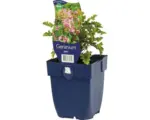 Hornbach Storchschnabel FloraSelf Geranium 'Japfu' H 5-10 cm Co 0,5 L