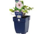 Hornbach Storchschnabel FloraSelf Geranium 'Joy' H 5-10 cm Co 0,5 L