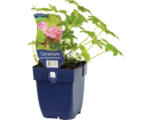 Hornbach Balkan-Storchschnabel FloraSelf Geranium macrorrhizum 'Ingwersen's Variety' H 10-40 cm Co 0,5 L