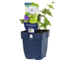 Hornbach Knotiger Bergwald Storchschnabel FloraSelf Geranium nodosum H 10-30 cm Co 0,5 L