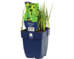 Hornbach Schwertblättrige Binse FloraSelf Juncus ensifolius H 5-50 cm Co 0,5 L