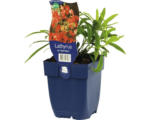 Hornbach Staudenwicke FloraSelf Lathyrus latifolius 'Red Pearl' H 10-150 cm Co 0,5 L