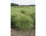 Hornbach Garten-Chinaschilf FloraSelf Miscanthus sinensis 'Red Chief' H 20-80 cm Co 3 L