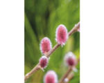 Hornbach Weide FloraSelf Salix gracilistyla 'Mount Aso' H 40-60 cm Co 6 L