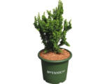 Hornbach Hinoki-Scheinzypresse Botanico Chamaecyparis obtusa 'Chirimen' H 20-25 cm Co 3,7 L