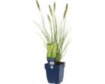 Hornbach Lampenputzergras FloraSelf Pennisetum alopecuroides 'Hameln' H 5-60 cm Co 0,5 L