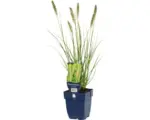 Hornbach Lampenputzergras FloraSelf Pennisetum alopecuroides 'Hameln' H 5-60 cm Co 0,5 L