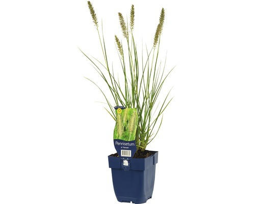 Lampenputzergras FloraSelf Pennisetum alopecuroides 'Hameln' H 5-60 cm Co 0,5 L