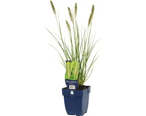 Lampenputzergras FloraSelf Pennisetum alopecuroides 'Hameln' H 5-60 cm Co 0,5 L