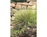 Hornbach Herbst-Blaugras FloraSelf Sesleria autumnalis H 5-30 cm Co 0,5 L