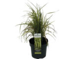 Hornbach Reitgras FloraSelf Calamagrostis x acutiflora 'Eldorado' H 10-80 cm Co 3 L