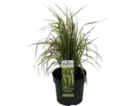 Hornbach Reitgras FloraSelf Calamagrostis x acutiflora 'Eldorado' H 10-80 cm Co 3 L