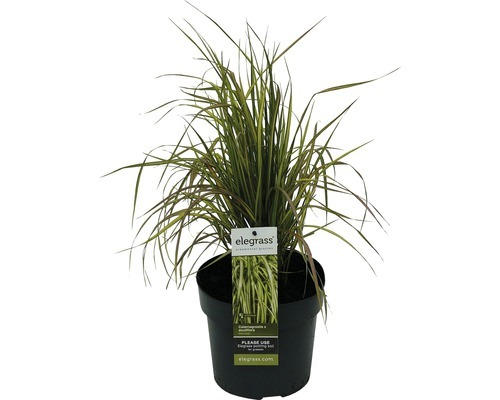 Reitgras FloraSelf Calamagrostis x acutiflora 'Eldorado' H 10-80 cm Co 3 L