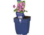 Hornbach Storchschnabel FloraSelf Geranium oxonianum 'Rose Clair' H 5-20 cm Co 0,5 L