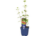 Hornbach Johannisbeer-Salbei FloraSelf Salvia microphylla 'Hot Lips' H 10-40 cm Co 0,5 L