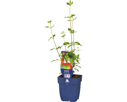 Johannisbeer-Salbei FloraSelf Salvia microphylla 'Hot Lips' H 10-40 cm Co 0,5 L