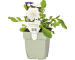 Hornbach Tauben-Skabiose FloraSelf Scabiosa columbaria 'Flutter Pure White' H 10-25 cm Co 0,5 L