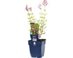 Hornbach Salbei FloraSelf Salvia greggii 'Joy' H 10-50 cm Co 0,5 L