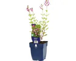 Salbei FloraSelf Salvia greggii 'Joy' H 10-50 cm Co 0,5 L