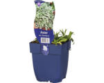 Hornbach Steinaster, Teppich-Aster FloraSelf Aster ericoides 'Snowflurry' H 5-15 cm Co 0,5 L