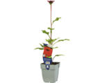 Hornbach Roter Sonnenhut Echinacea purpurea 'Sombrero Salsa Red' H 5-20 cm Co 0,5 L