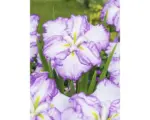 Hornbach Japanische Sumpfiris Dinner Plate FloraSelf Iris ensata Dinner Plate 'Tiramisu' Ø 11 cm Topf