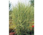 Hornbach Chinaschilf Zebragras FloraSelf Miscanthus sinensis 'Strictus' H 10- 150 cm Co 6 L