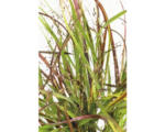 Hornbach Rutenhirse FloraSelf Panicum virgatum 'Cheyenne Sky' H 20-80 cm Co 6 L