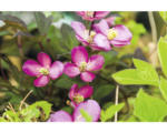 Hornbach Anemonen-Waldrebe FloraSelf Clematis montana 'Van Gogh' H 40-70 cm Co 2,3 L