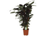 Hornbach Korbmarante FloraSelf Calathea 'Compactstar' H 80-90 cm Ø 21 cm Topf