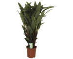 Hornbach Korbmarante FloraSelf Calathea 'Tropistar' H ca. 105 cm Ø 21 cm Topf