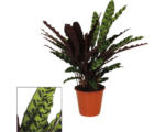 Hornbach Lanzenblättrige Korbmarante FloraSelf Calathea insignis H ca. 85 cm Ø 17 cm Topf