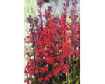 Hornbach Wasserlobelie FloraSelf Lobelia cardinalis Ø 9 cm Topf