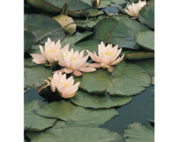 Seerose FloraSelf Nymphaea marliaceae 'Carnea' Ø 11 cm Topf