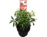 Hornbach Japanische Lavendelheide FloraSelf Pieris japonica 'Forest Flame' H 25-30 cm Co 2 L Laubschön