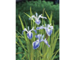 Hornbach Wasserschwertlilie FloraSelf Iris laevigata 'Mottled Beauty' H 10-70 cm Co 3 L