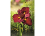 Hornbach Rote Wasseriris FloraSelf Iris kaempferi 'Ann Chowing' H 10-75 cm Co 0,6 L