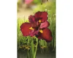 Hornbach Rote Wasseriris FloraSelf Iris kaempferi 'Ann Chowing' H 10-75 cm Co 0,6 L
