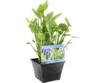 Hornbach Blaues Hechtkraut FloraSelf Pontederia cordata H 20-80 cm Co 10 L