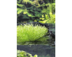 Frauenhaar/ Teichbinse FloraSelf Scirpus cernuus H 10-30 cm Co 3 L