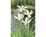 Hornbach Weisse Windblume FloraSelf Zephyranthes candida H 10-30 cm Co 0,6 L