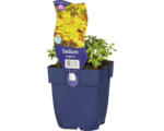 Hornbach Oregon-Fetthenne FloraSelf Sedum oreganum H 5-10 cm Co 0,5 L