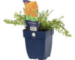 Hornbach Schafgarbe FloraSelf Achillea millefolium 'Terracotta' H 5-30 cm Co 0,5 L