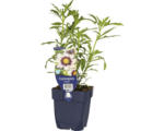 Hornbach Mädchenauge FloraSelf Coreopsis-Cultivars 'Redshift' H 5-40 cm Co 0,5 L