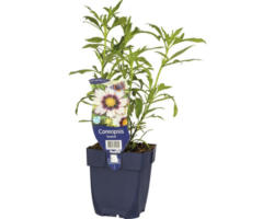 Mädchenauge FloraSelf Coreopsis-Cultivars 'Redshift' H 5-40 cm Co 0,5 L