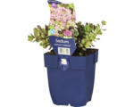 Hornbach Fettblatt FloraSelf Sedum cauticola 'Lidakense' H 5-15 cm Co 0,5 L