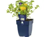Hornbach Polster-Fetthenne FloraSelf Sedum hybridum 'Immergrünchen' H 5-10 cm Co 0,5 L