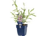 Hornbach Eisenkraut FloraSelf Verbena bonariensis 'Lollipop' H 5-60 cm Co 0,5 L