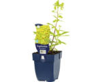 Hornbach Bunte Wolfsmilch FloraSelf Euphorbia x martinii 'Ascot Rainbow' H 5-30 cm Co 0,5 L